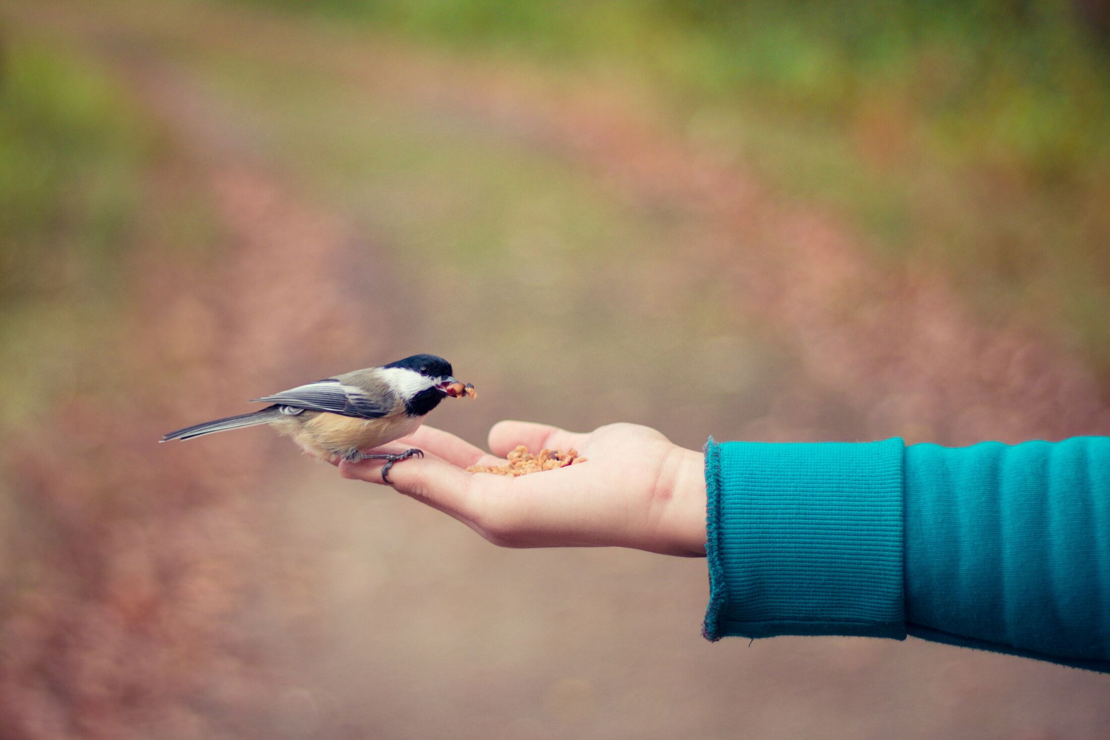 A small bird eats from an open hand