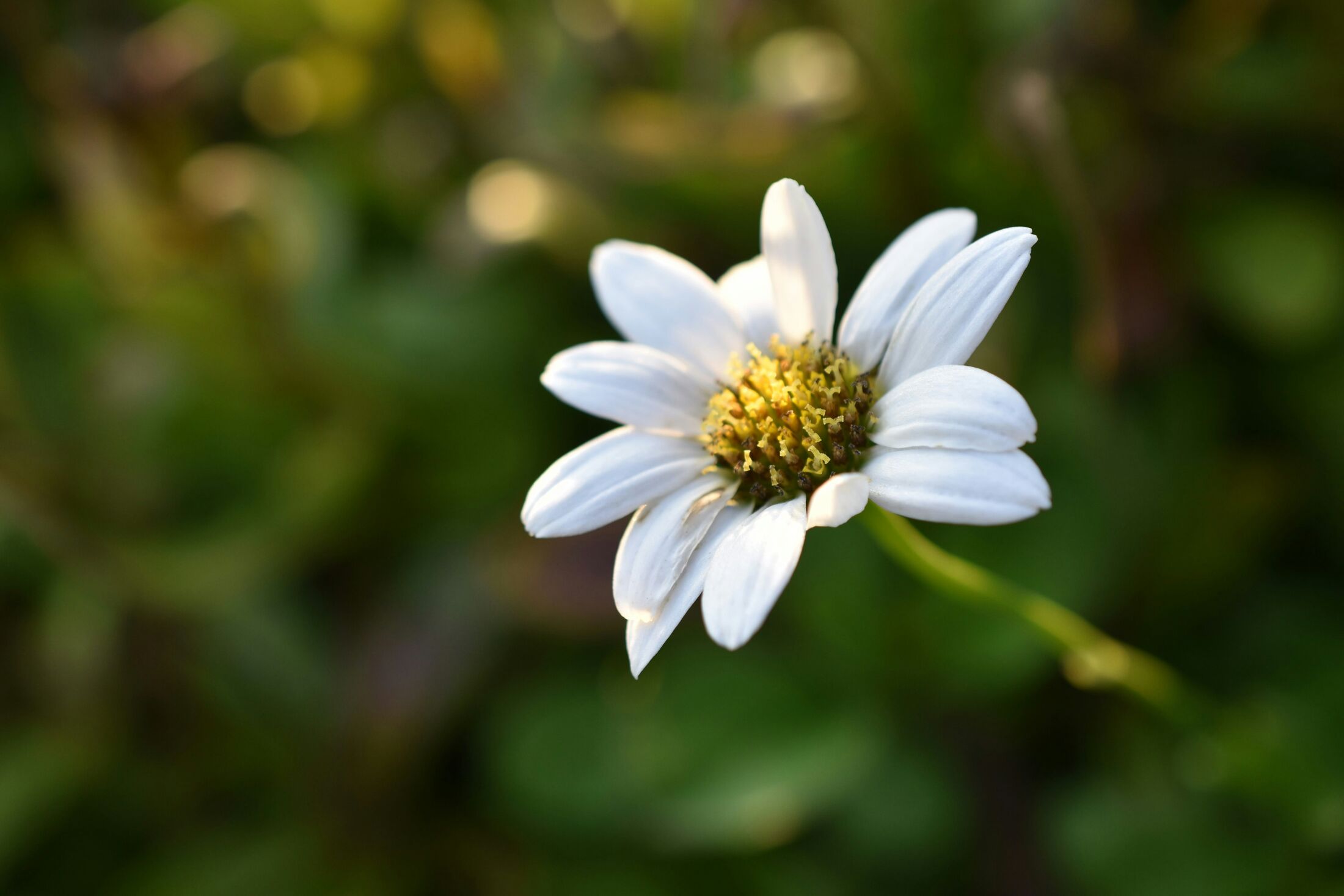 A daisy in open ground