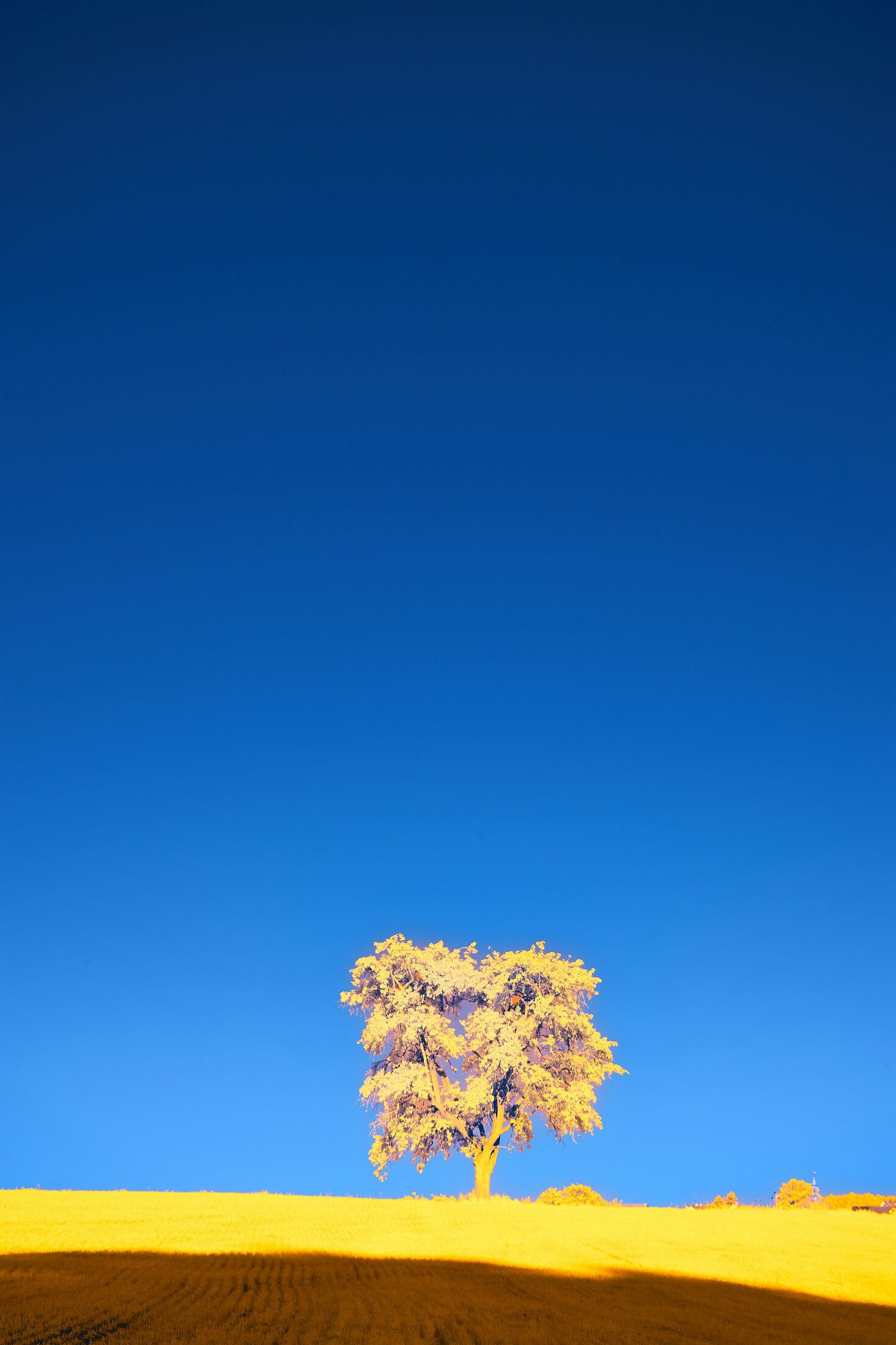 A yellow tree under a blue sky